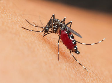 Retour des moustiques : 3 répulsifs naturels