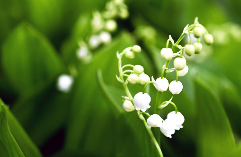 les secrets du muguet