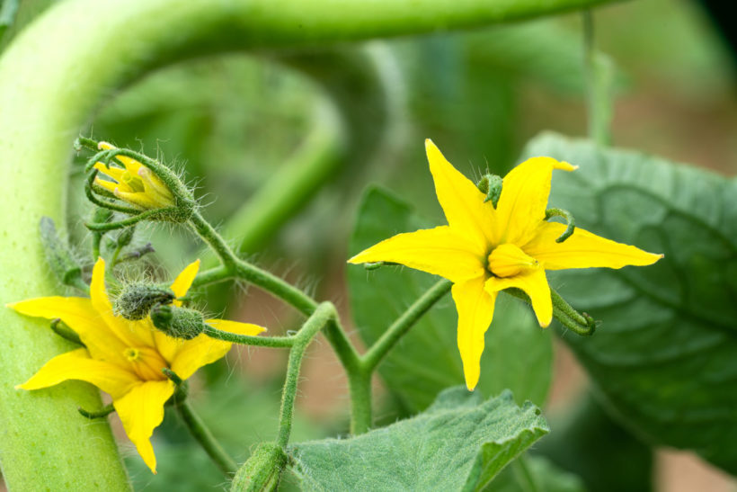 Le solanum ou faux jasmin pour votre jardin