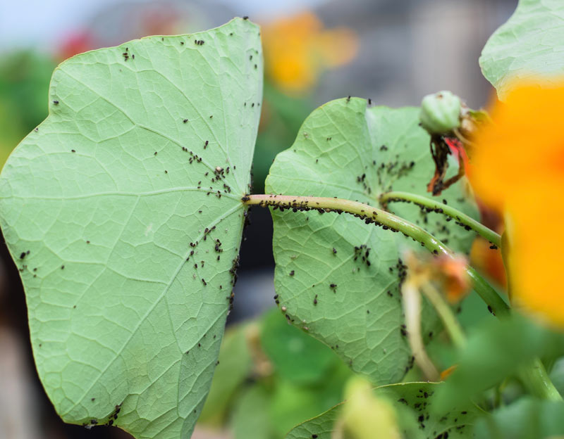 bien pulvériser les feuilles contre les pucerons