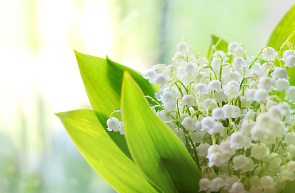 vendre du muguet le 1er mai : que devez vous déclarer ?