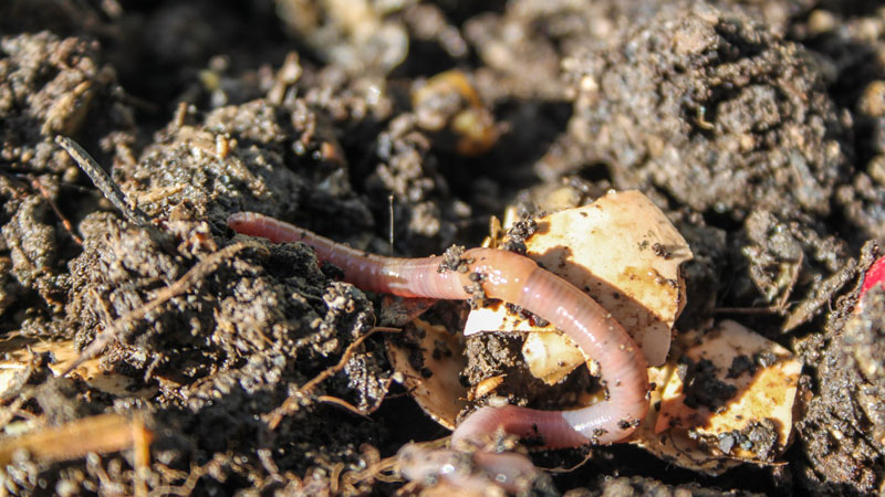 des vers pour votre compost