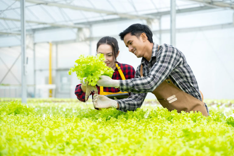 Adopter l'aquaponie : une solution pour économiser l'eau dans son potager