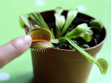 Bye bye mouches ! La Dionée, la plante carnivore qui les mange sans pitié