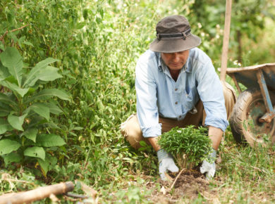Pont de l'Ascension : que faire au jardin ?