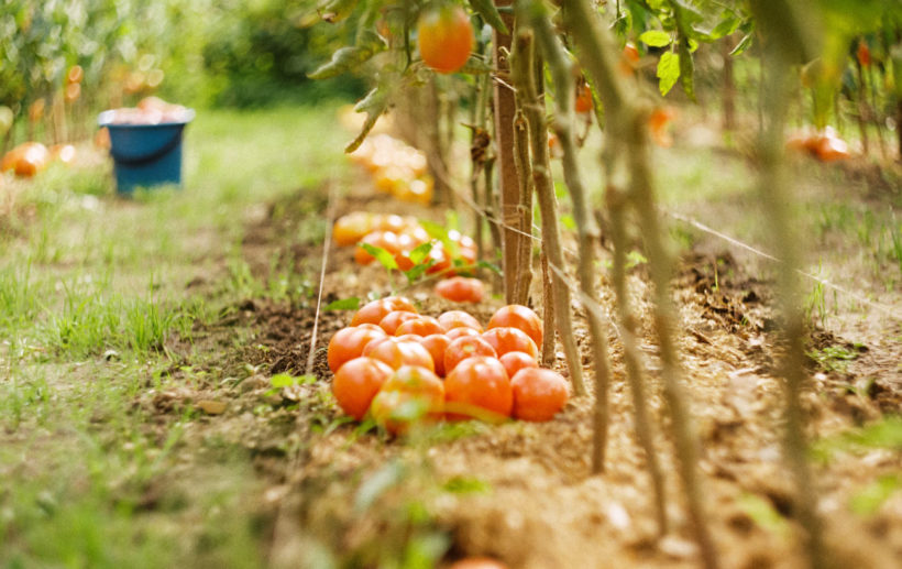 Comment choisir et fabriquer des tuteurs pour vos tomates ?