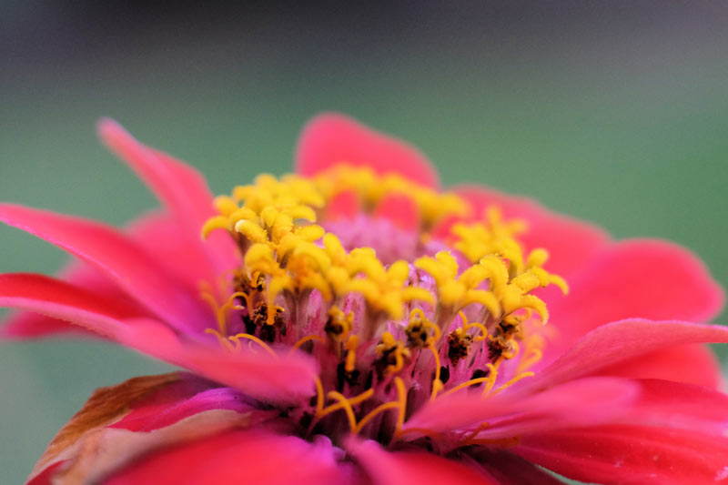 Zinnia elegans