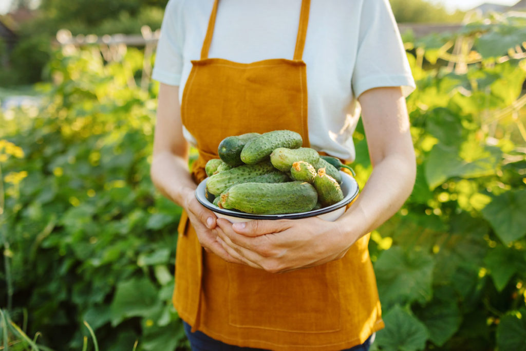 Concombre et tomate au potager, faut-il les planter ensemble ?