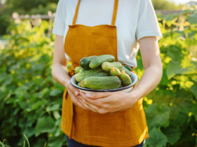 Concombre et tomate au potager, faut-il les planter ensemble ?