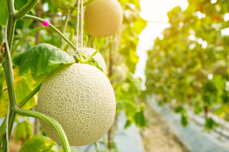 Entretien des melons : mes conseils pour des récoltes parfaites et gouteuses