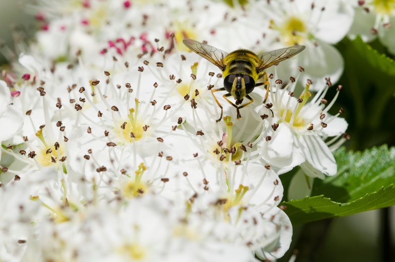 la biodiversité au jardin