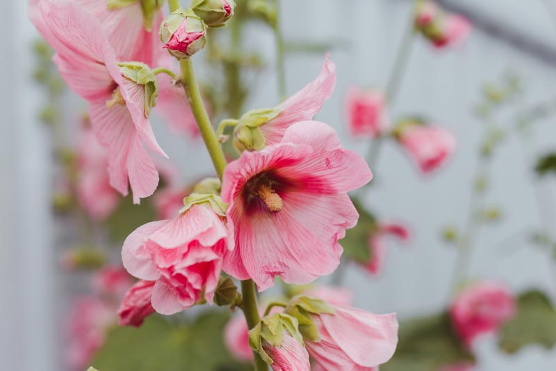 planter des Glaïeuls : pour une floraison cet été