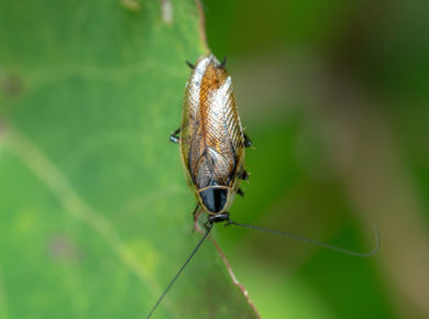 infestation de cafards de jardin : que faire ?