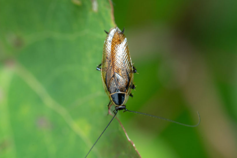 infestation de cafards de jardin : que faire ?