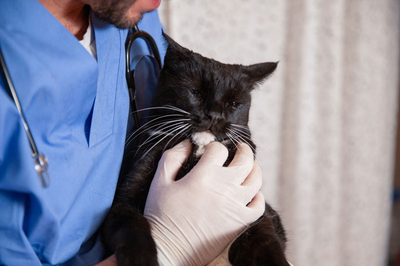 comment réagir si votre chat est intoxiqué par une plante ?