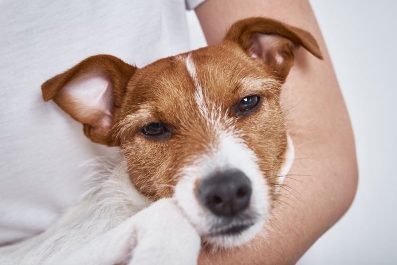 votre chien est malade après contact avec une plante du jardin, que faire ?