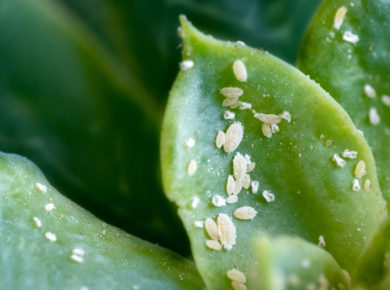 les cochenilles : comment s'en débarrasser