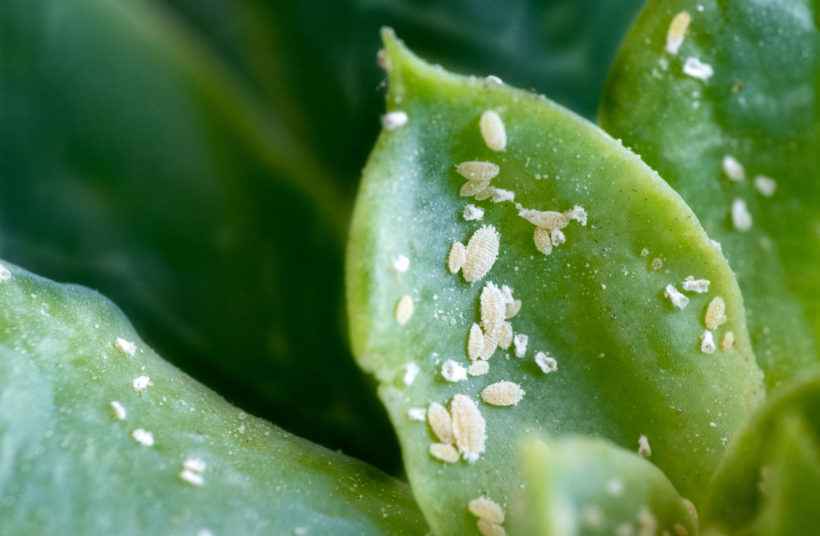 les cochenilles : comment s'en débarrasser