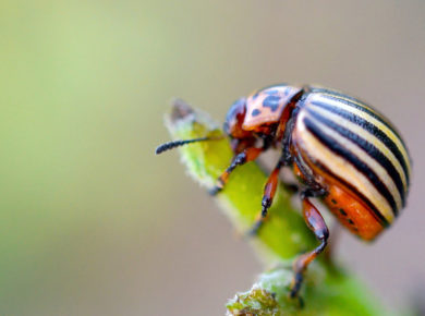 Les doryphores peuvent causer des dommages considérables aux légumes