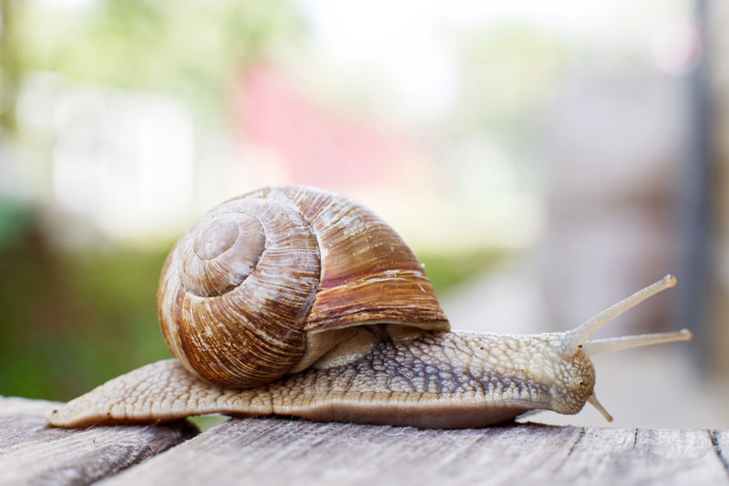 Piéger les escargots pour limiter leur population