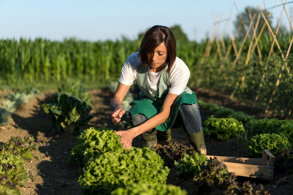 Gérer au quotidien votre potager : mes conseils