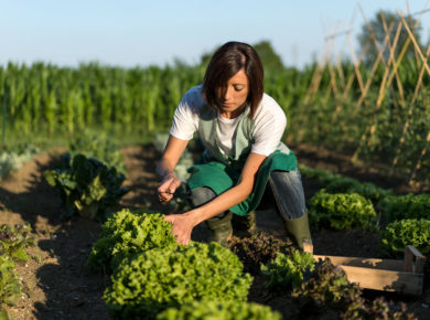 Gérer au quotidien votre potager : mes conseils