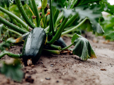 la culture de la courgette dans votre potager