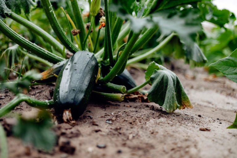 la culture de la courgette dans votre potager