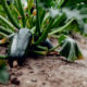 la culture de la courgette dans votre potager