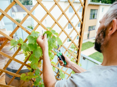 un jardin vertical avec des treillis