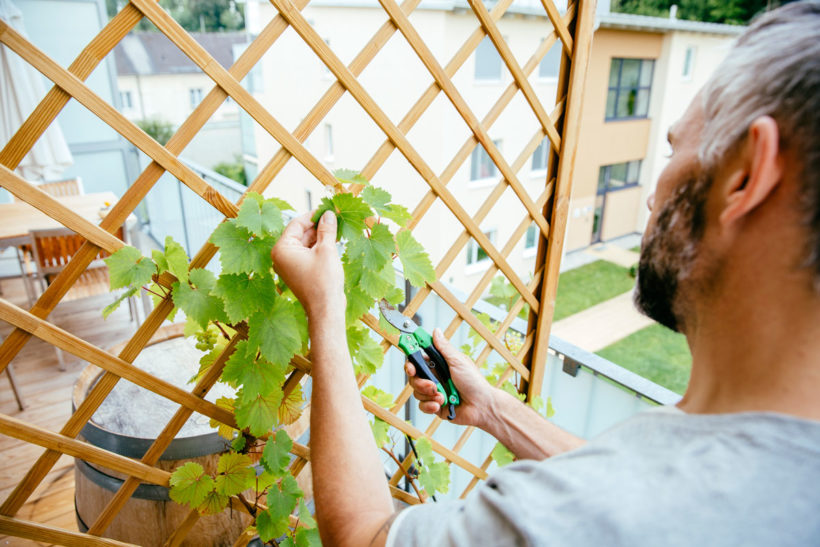 un jardin vertical avec des treillis