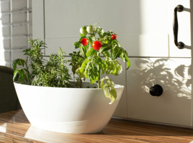 5 légumes faciles à cultiver en intérieur toute l'année