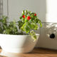 5 légumes faciles à cultiver en intérieur toute l'année