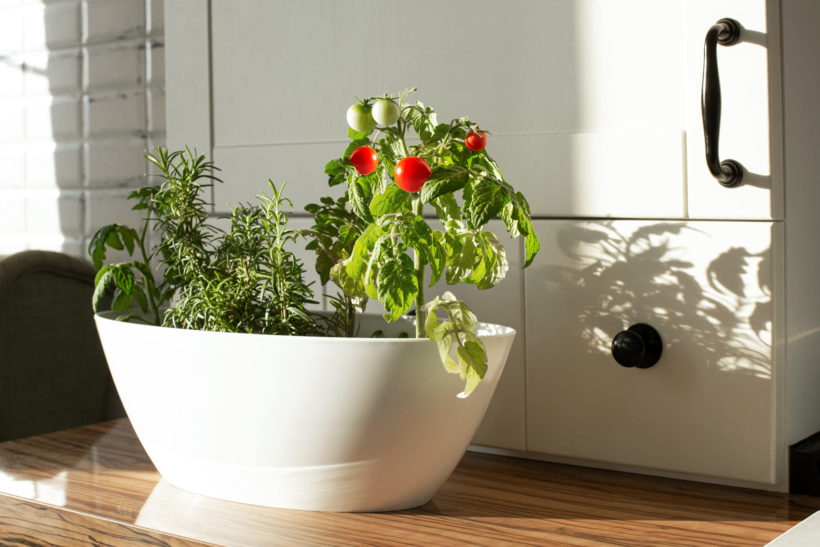 5 légumes faciles à cultiver en intérieur toute l'année