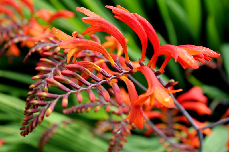 crocosmias : à planter au printemps pour un jardin fleuri cet été