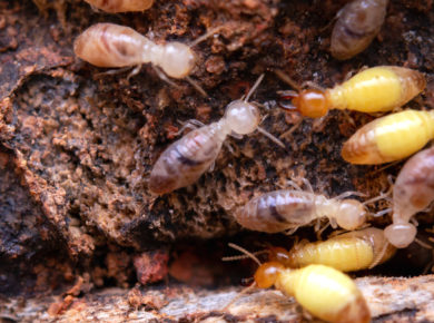 les gros dégâts des termites dans une maison