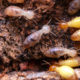 les gros dégâts des termites dans une maison