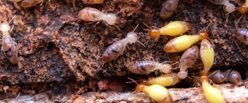 les gros dégâts des termites dans une maison