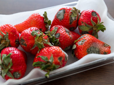 Fraises du jardin : évitez ces erreurs simples