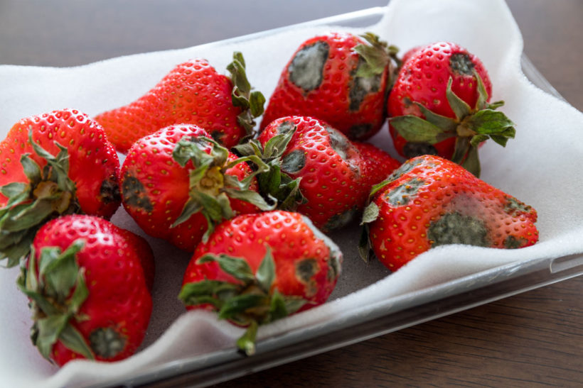 Fraises du jardin : évitez ces erreurs simples