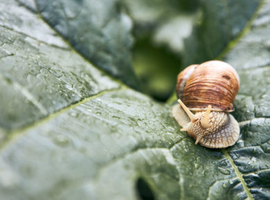 Des escargots dans votre potager ? voici comment vous en débarrasser