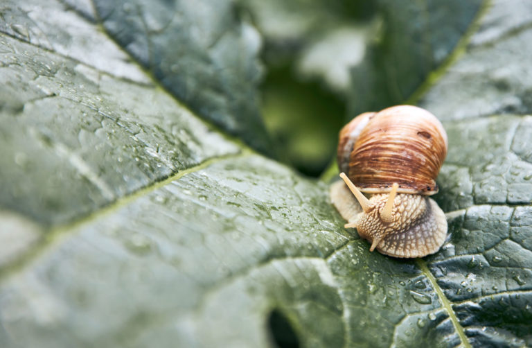 Des escargots dans votre potager ? voici comment vous en débarrasser