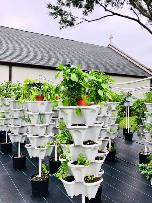 Jardinage hydroponique : le futur du jardinage ?
