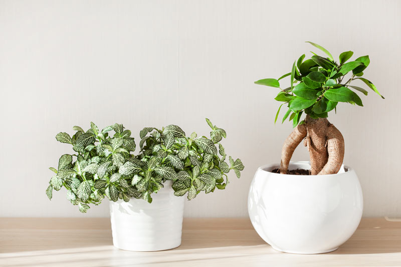 ficus ginseng pour jardin zen intérieur