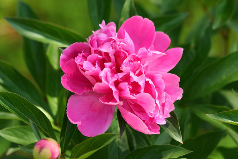 Pivoine Terre De Bruyere Ou Terreau