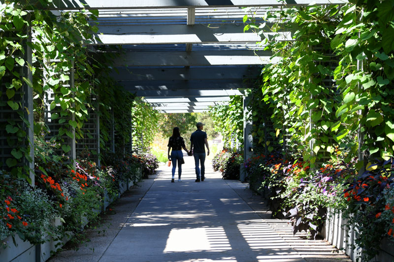 Un jardin vertical avec des treillis pour plantes grimpantes