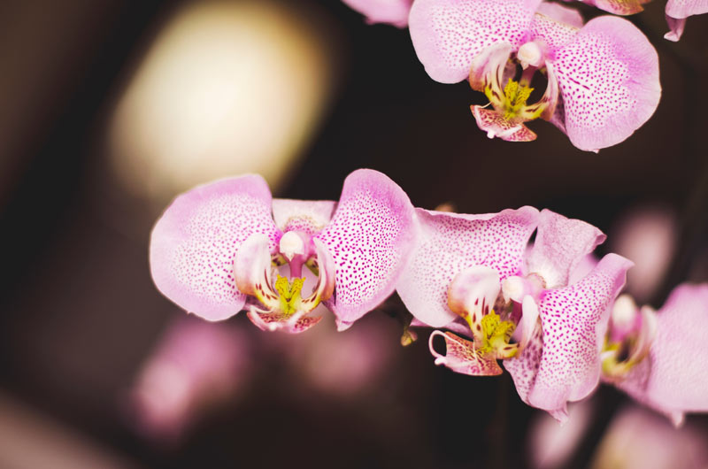 orchidée pour jardin zen