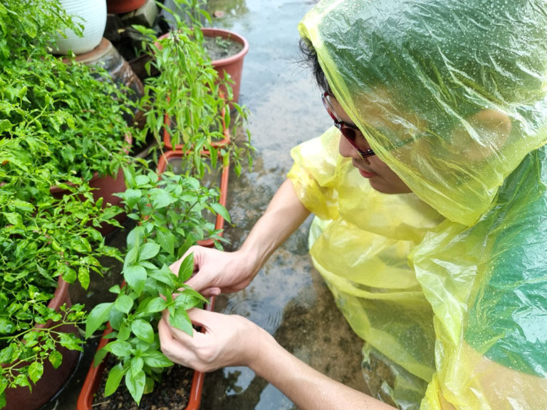 Jardiner sous la pluie : astuces et conseils pour prendre soin de votre jardin