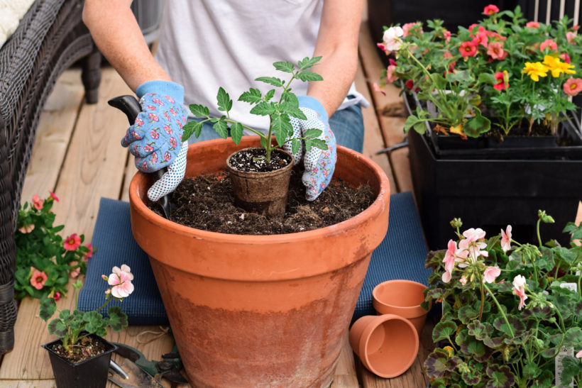 Jardiner en pot sur un balcon : 3 fruits et légumes faciles !