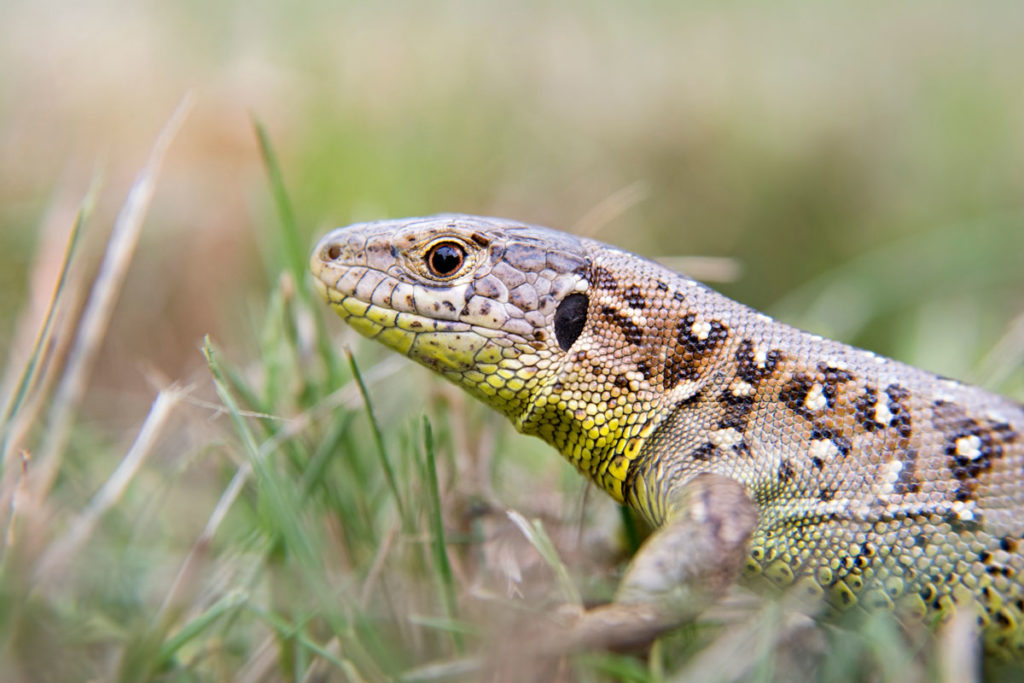 les lézards éliminent de nombreux insectes ravageurs